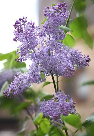 Lilac branch on a green background. Spring, photo wallpaper.の写真素材