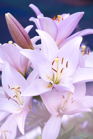 Shrub of Pink lily, verticalの写真素材