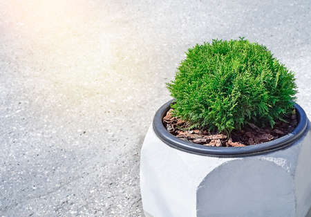 Side perspective of outdoor planter with green round bushの写真素材