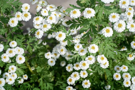 Blurred natural landscape with small white flowers. High quality photoの写真素材