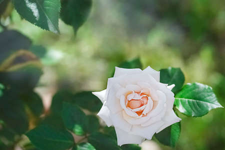Blurred pink rose on natural background. High quality photoの写真素材