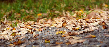Blurred Autumn sunny natural background of fallen leaves. High quality photo
