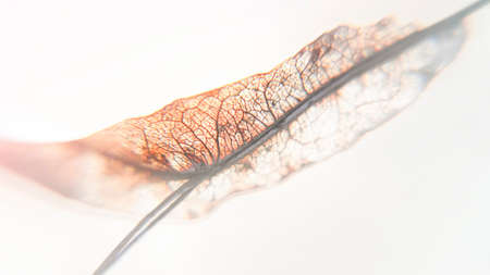 Blurred abstract close-up of leaf light background. High quality photo