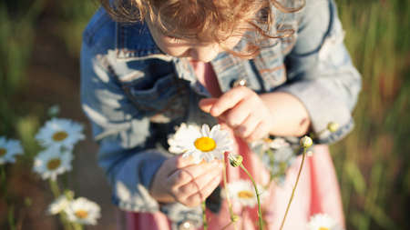 Blurred little girl's hands hold daisies. High quality photo