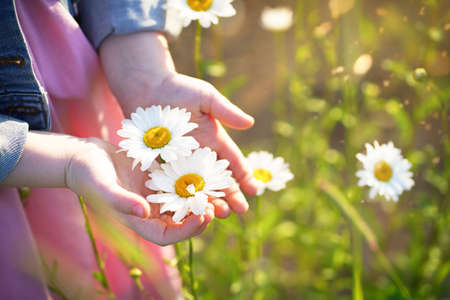 Blurred little girl's hands hold daisies. High quality photoの写真素材