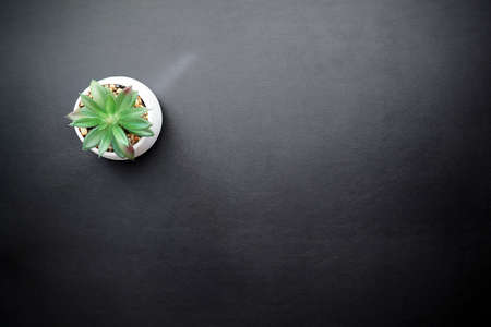 Small plant in a pot on a black leather table. High quality photoの写真素材