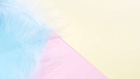 Abstract pastel colored paper texture minimalism background with White feathers. Minimal geometric shapes and lines in pastel colors. High quality photoの写真素材
