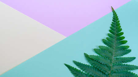 Multicolored paper texture - background with Green fern plant Leaf. High quality photoの写真素材
