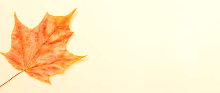 autumn maple dry leaf for herbarium. Orange leaf on a yellow background