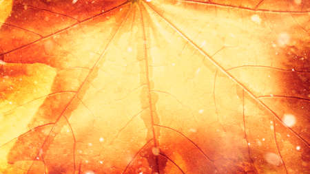 Blurred macro photo of a maple leaf. Autumn abstract background concept.