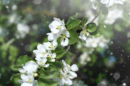 Blurred White beautiful flowers in apple tree blooming in the early spring, nature backgroung with...