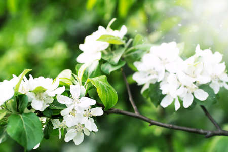 Blurred White beautiful flowers in apple tree blooming in the early spring, nature background with copy space. high quality photoの写真素材