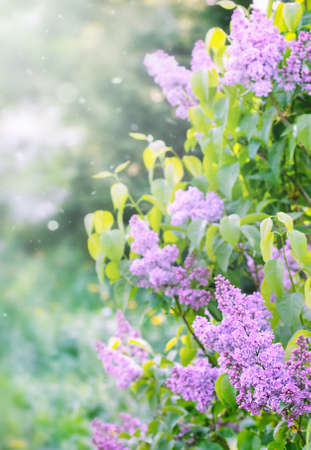 blooming purple lilac bush in spring against blue sky, natural background. high quality photo
