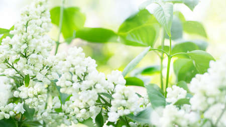 blooming white lilac bush in spring against blue sky, natural background. high quality photo