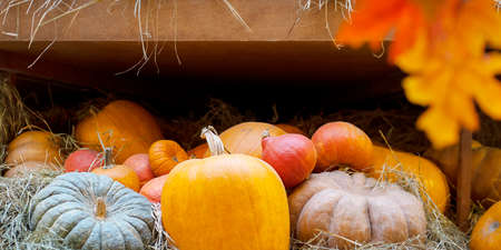 Blurred Autumn coloful background with pumpkins and Marple leaves. Celebrating haverst and...