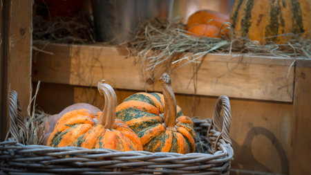 Two striped pumpkins in a wicker basket. high quality photoの写真素材