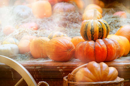 decoration in the shop with pumpkins. autumn background. high quality photoの写真素材