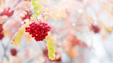 Blurred abstract autumn background. Red rowan berries on the rowan tree branches. high quality photoの写真素材