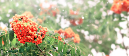 Sorbus aucuparia. Rowan on a branch. high quality photoの写真素材