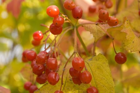 arrowwood bush macro in Autumn after rainの写真素材