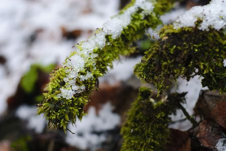 Moss on branch under the snow and frozen. Shallow deep of fielsの写真素材