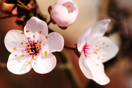 Asian plum blossom macro. Shallow deep of field. Focus on stamensの写真素材