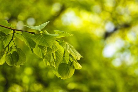 Green leafs. Spring background. Shaloow deep of fieldの写真素材