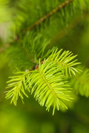 New needles on the fir. Close up nature, shallow DOF.