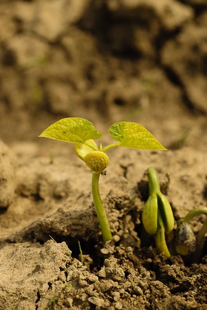 New life of haricot on dry soil. Shallow DOF.