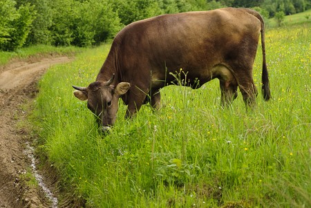 Cow graze on the grass with yellow flowers in the summerの写真素材