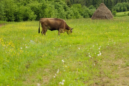 Cow graze on the grass with yellow flowers in the summerの写真素材