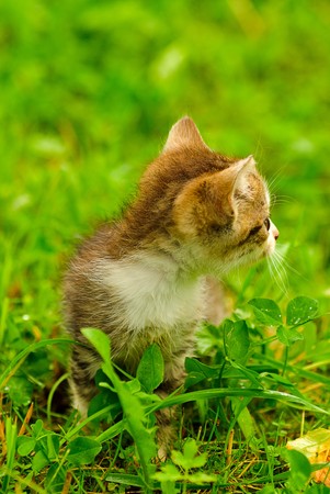 Kitten on green grass close up, shallow deep of field.の写真素材