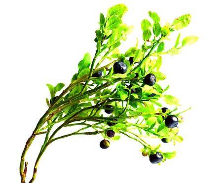 Twig of bilberry isolated on white backgraundの写真素材