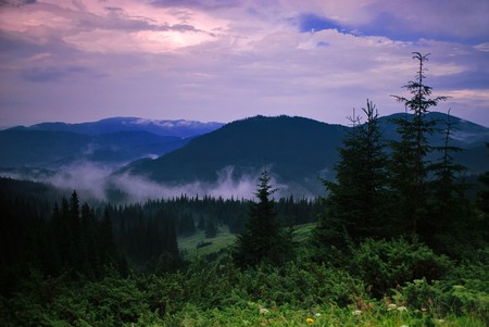 Landscape with fog in mountains and rows of treesの写真素材