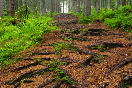 Green forest with old trees with lichen and moss