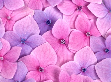 Pink flower background close up. Romantic and love patternの写真素材