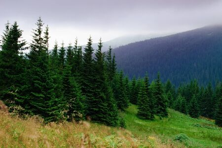 Landscape with fog in mountains and rows of trees in Carpathian mountainsの写真素材