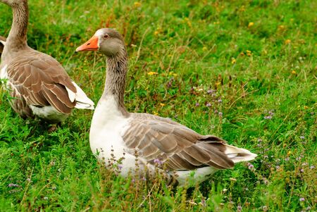 Gooses are grazing on the grass, agricultureの写真素材