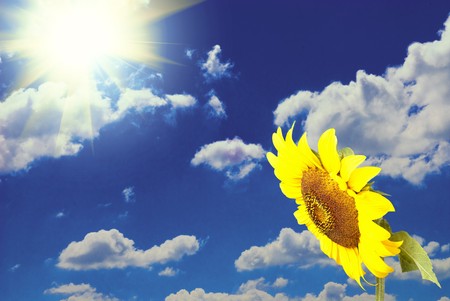 Sunflower in field over blue sky with clouds backgroundの写真素材