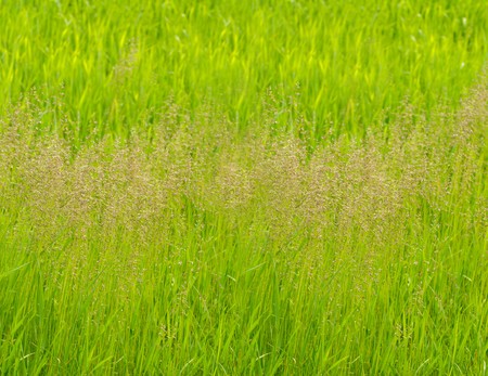 Green grass panorama background. Shaloow deep of field