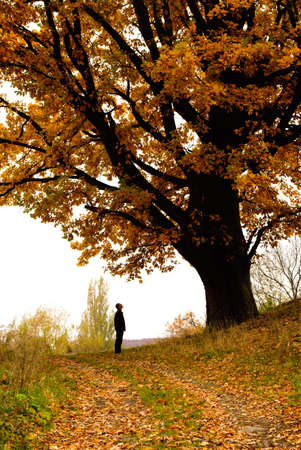 Autumn oak and yellow falling leves with lonely manの写真素材
