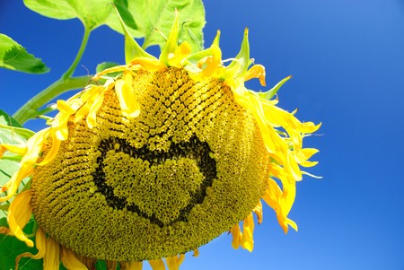 Sunflower in field on deep blue sky background. Heart figure maked on its ripe head.の写真素材