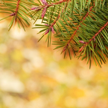 Pine branch on gold defocused backgroundの写真素材