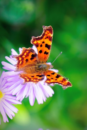 Butterfly on lilac daisy flowers over green defocused natural background in sunny day. Selective focus. Postcardの写真素材