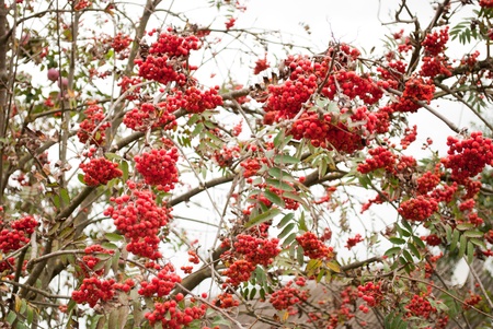 rowan groups on branch isolated on white