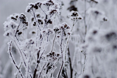 Bur on the frost in winter day, close upの写真素材