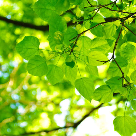 Green leaves background. Natural texture of plant close up.の写真素材
