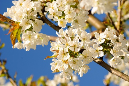 cherry blossom on spring tree and foliage expansion