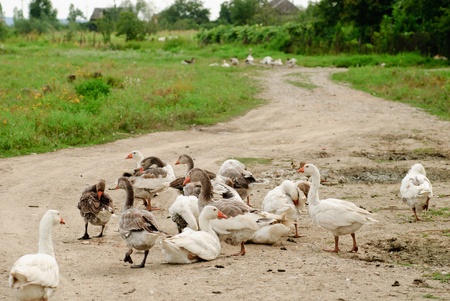 Gooses are grazing, agricultureの写真素材