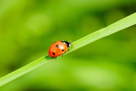 ladybird on green blade of grass close upの写真素材